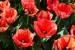 ráj tulipánů