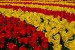 tulipánové záhony